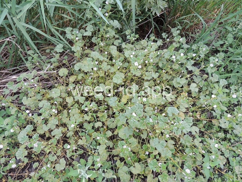 mallow, common